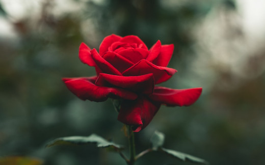 1727786 (a): :2560x1600